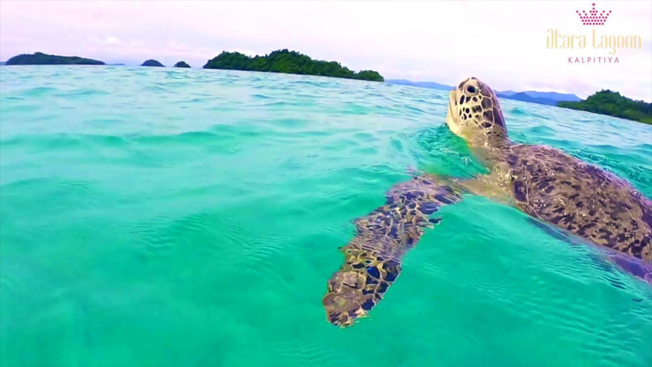 Atara Lagoon كالبيتيا المظهر الخارجي الصورة